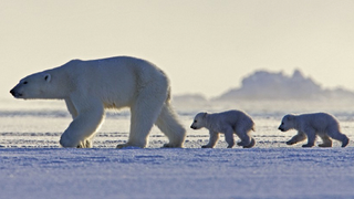 American broadcasts of <em>Frozen Planet</em> will include controversial climate change episode